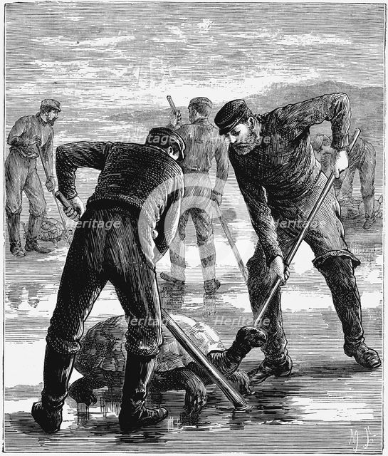 Green Turtle being caught by hunters, c1900. Artist: Unknown