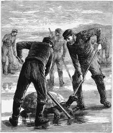 Green Turtle being caught by hunters, c1900