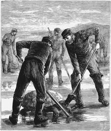 Green Turtle being caught by hunters, c1900