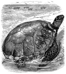 Green Turtle (Chelone mydas), c1890