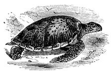 Green Turtle (Chelone mydas), c1890