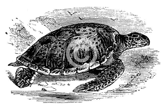 Green Turtle (Chelone mydas), c1890. Artist: Unknown