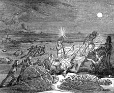 Green turtles and Loggerhead turtles captured on coast of Cuba, 1832