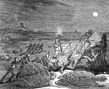Green turtles and Loggerhead turtles captured on coast of Cuba, 1832