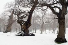 Greenwich Park, Greenwich, London, 2007. Creator: Derek Kendall