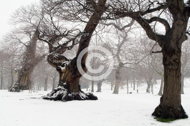 Greenwich Park, Greenwich, London, 2007. Creator: Derek Kendall.