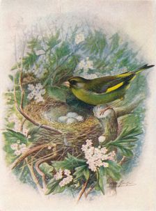 Greenfinch - Liguri'nus chlo'ris c1910, (1910). Artist: George James Rankin
