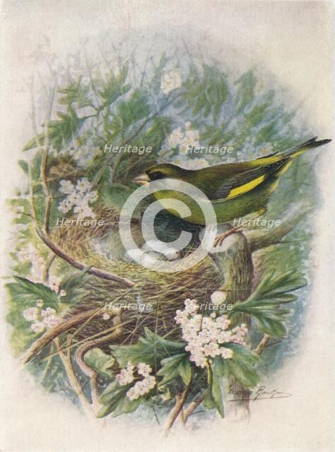 'Greenfinch - Liguri'nus chlo'ris', c1910, (1910). Artist: George James Rankin.