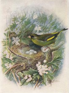 Greenfinch - Liguri'nus chlo'ris c1910, (1910). Artist: George James Rankin