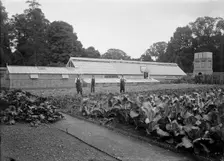 Greenhouses and kitchen garden at Notley Abbey House, Long Crendon, Buckinghamshire, 1904. Artist: A Newton