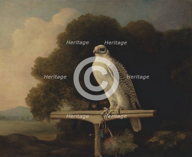 Greenland Falcon;Gyr Falcon, 1780. Creator: George Stubbs.