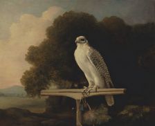 Greenland Falcon;Gyr Falcon, 1780. Creator: George Stubbs