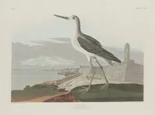 Greenshank, 1835. Creator: Robert Havell
