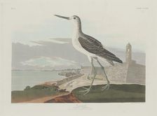 Greenshank, 1835. Creator: Robert Havell