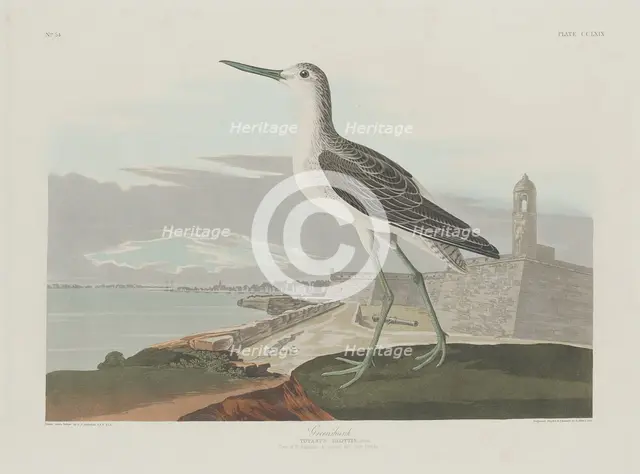 Greenshank, 1835. Creator: Robert Havell.