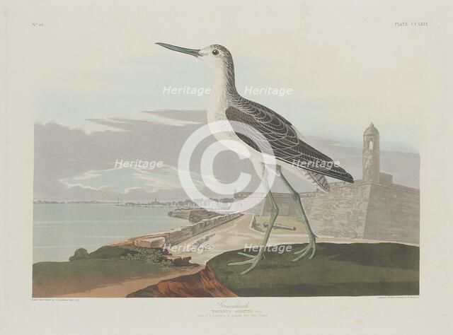 Greenshank, 1835. Creator: Robert Havell.
