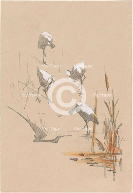 Greeting card with four spoonbills, c.1878-c.1917. Creator: Theo van Hoytema.