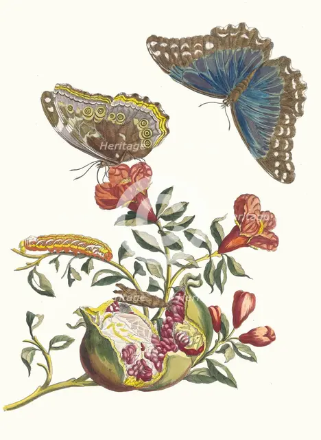 Grenadier. From the Book Metamorphosis insectorum Surinamensium, 1705. Creator: Merian, Maria Sibylla (1647-1717).