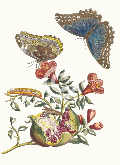 Grenadier. From the Book Metamorphosis insectorum Surinamensium, 1705. Creator: Merian, Maria Sibylla (1647-1717).