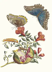 Grenadier. From the Book Metamorphosis insectorum Surinamensium, 1705. Creator: Merian, Maria Sibylla (1647-1717)