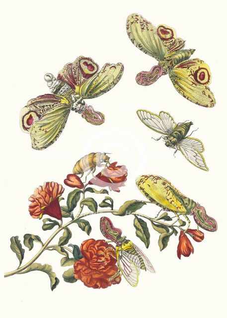Grenadier. From the Book Metamorphosis insectorum Surinamensium, 1705. Creator: Merian, Maria Sibylla (1647-1717).