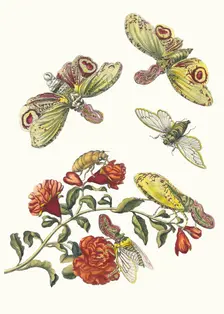 Grenadier. From the Book Metamorphosis insectorum Surinamensium, 1705. Creator: Merian, Maria Sibylla (1647-1717)