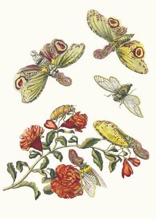 Grenadier. From the Book Metamorphosis insectorum Surinamensium, 1705. Creator: Merian, Maria Sibylla (1647-1717)