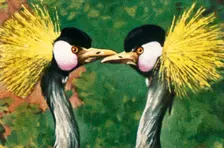 Grey crowned cranes, c1928. Creator: Unknown
