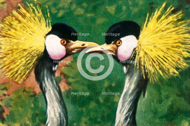 Grey crowned cranes, c1928. Creator: Unknown.