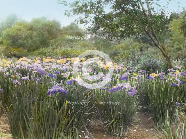 "Grey-Croft," Stephen Swete Cummins house, Huntting Lane, East Hampton, New York, 1913. Creator: Frances Benjamin Johnston.