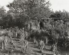 "Grey-Croft," Stephen Swete Cummins house, Huntting Lane, East Hampton, New York, 1913. Creator: Frances Benjamin Johnston