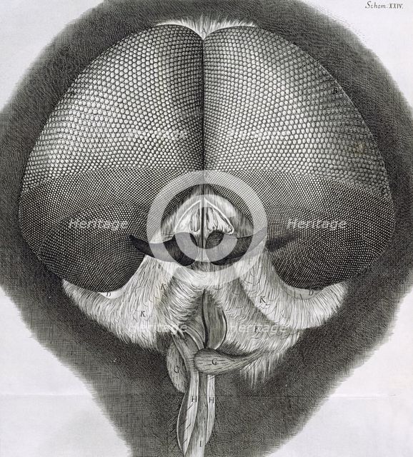 Grey drone-fly, observation XXXIX from Hooke's "Micrographia", 1664. Creator: Robert Hooke.