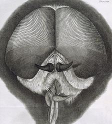 Grey drone-fly, observation XXXIX from Hooke's "Micrographia", 1664. Creator: Robert Hooke