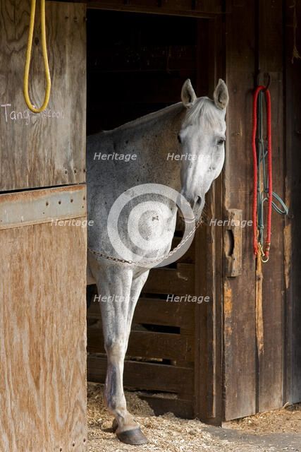 Grey Horse A. Creator: Tom Artin.