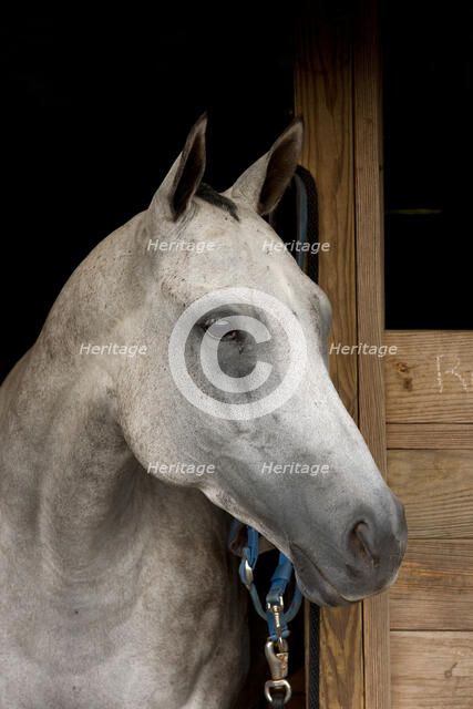 Grey Horse B. Creator: Tom Artin.