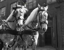 Grey horses, London, c1953. Creator: Arthur Charles Kirby Ware