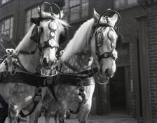 Grey horses, London, c1953. Creator: Arthur Charles Kirby Ware