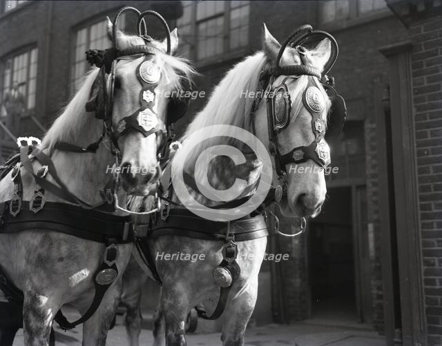 Grey horses, London, c1953.  Creator: Arthur Charles Kirby Ware.