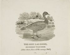 Grey Lag Goose, n.d. Creator: Thomas Bewick