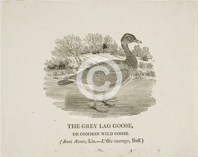 Grey Lag Goose, n.d. Creator: Thomas Bewick.