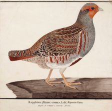 Grey Partridge, 1824. Creator: Magnus von Wright