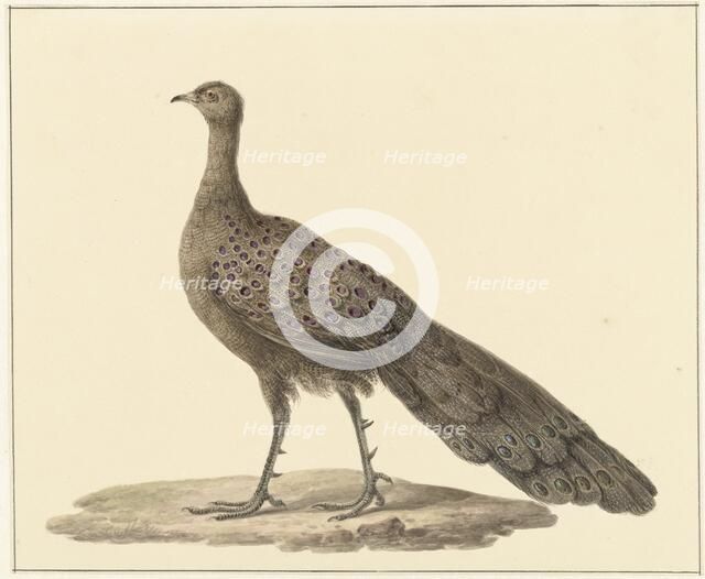Grey peacock, 1759-1842. Creator: Pieter Bartholomeusz. Barbiers.