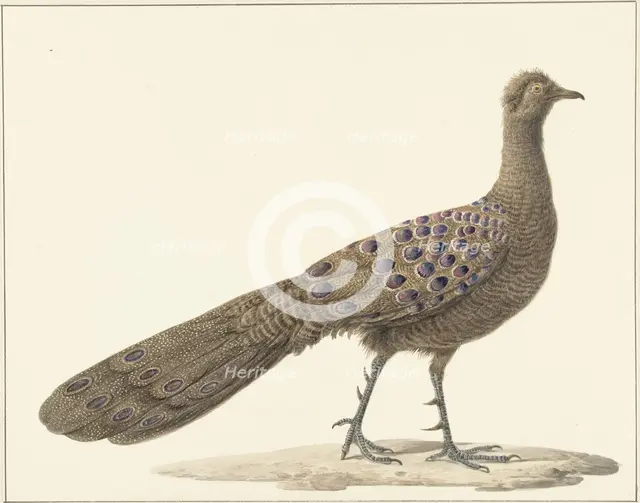 Grey peacock, 1759-1842. Creator: Pieter Bartholomeusz. Barbiers.