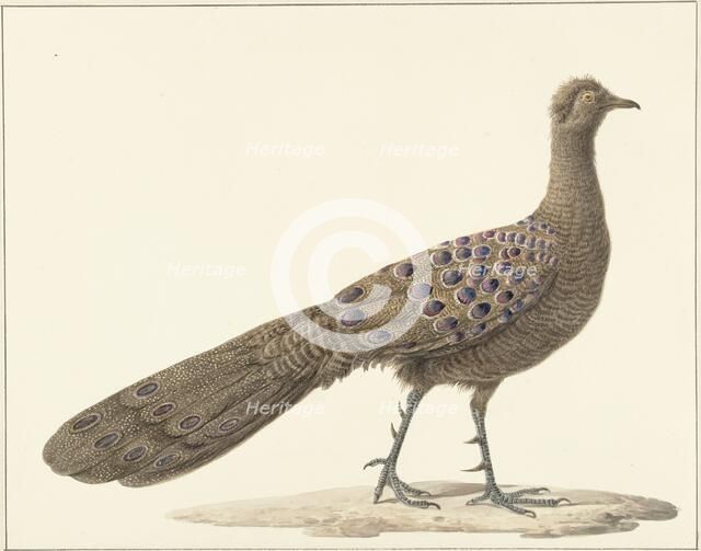 Grey peacock, 1759-1842. Creator: Pieter Bartholomeusz. Barbiers.