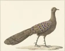 Grey peacock, 1759-1842. Creator: Pieter Bartholomeusz. Barbiers