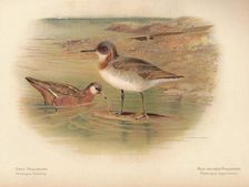 Grey Phalarope (Phalaropus fulicarius), Red-Necker Phalarope (Phalaropus hyperboreus) 1900, (1900 Artist: Charles Whymper