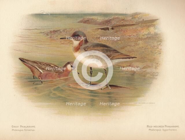 'Grey Phalarope (Phalaropus fulicarius), Red-Necker Phalarope (Phalaropus hyperboreus)', 1900, (1900 Artist: Charles Whymper.