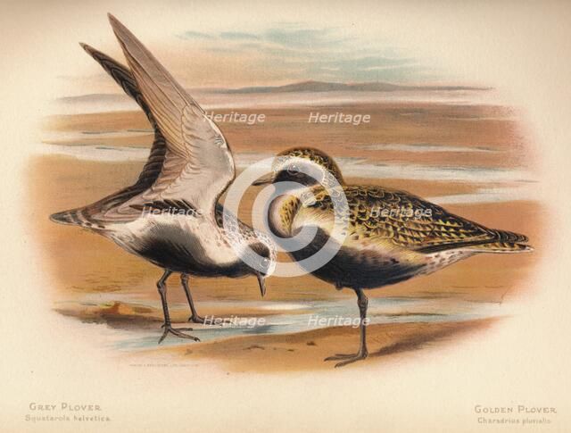 'Grey Plover (Squatarola helvetica), Golden Plover (Charadrius pluvialus)', 1900, (1900). Artist: Charles Whymper.