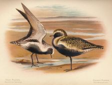 Grey Plover (Squatarola helvetica), Golden Plover (Charadrius pluvialus) 1900, (1900). Artist: Charles Whymper