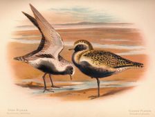 Grey Plover (Squatarola helvetica), Golden Plover (Charadrius pluvialus) 1900, (1900). Artist: Charles Whymper
